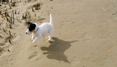 In diesen Ferienwohnungen sind Hunde gern gesehene Gäste.