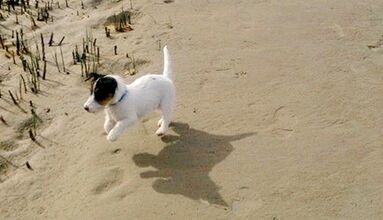 In diesen Ferienwohnungen sind Hunde gern gesehene Gäste.